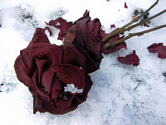 Dead Rose Dead Rose